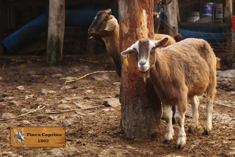 Cabras